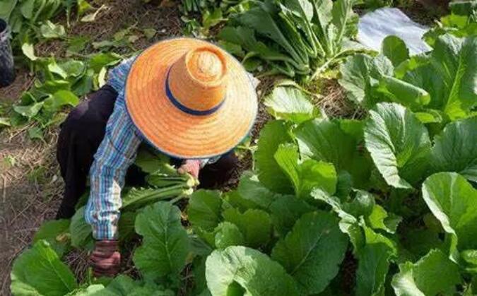 regenagri再生农业认证对农场企业供应链气体排放要求规范