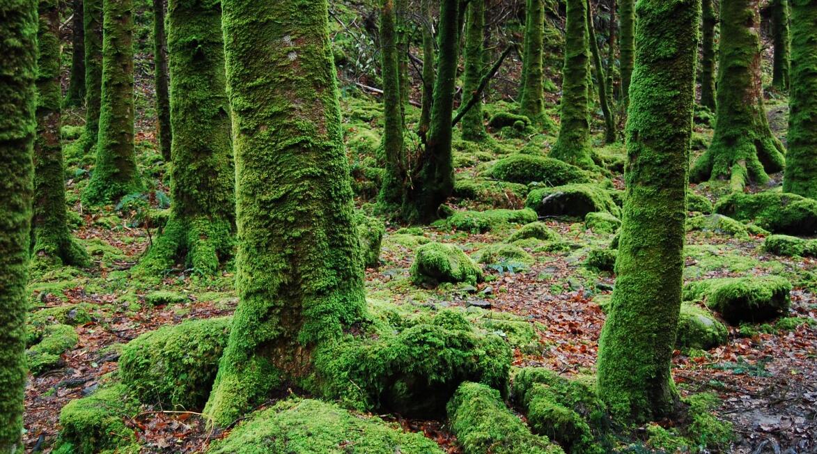 EUDR欧盟毁林法案对企业木材出口需要注意相关法规