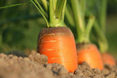 regenagri再生农业对农产品种植可持续碳排放因素标准