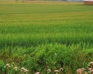 LCA产品生命周期对适用行业绿色转型阶段可持续标准