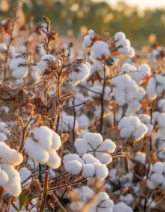 BCI良好棉花对纺织行业闭环可持续发展绿色转型标准