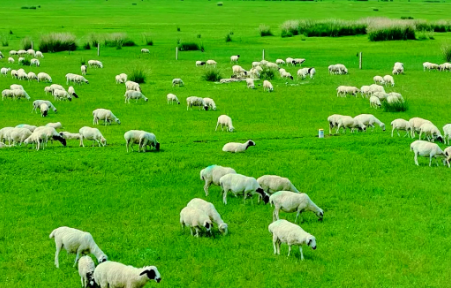 eudr欧盟零毁林法案对适用行业源头管控追溯规划标准