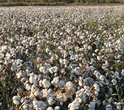 BCI良好棉花标准化体系解锁纺织全产业链绿色转型之路